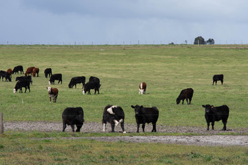 herd of cows grazing in field