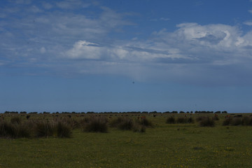 landscape with wheat field and blue sky