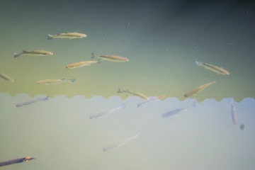 Small fish are swimming for food.