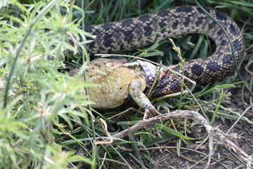 Snake eating a toad