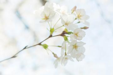 白い桜　