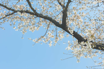 白い　桜　日本　青空