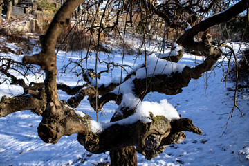 Snow on a twisted tree in the winter