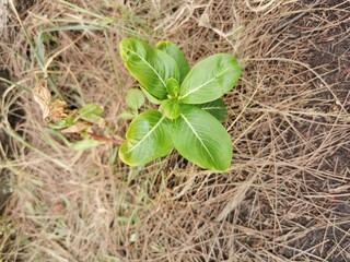 Baby plant 