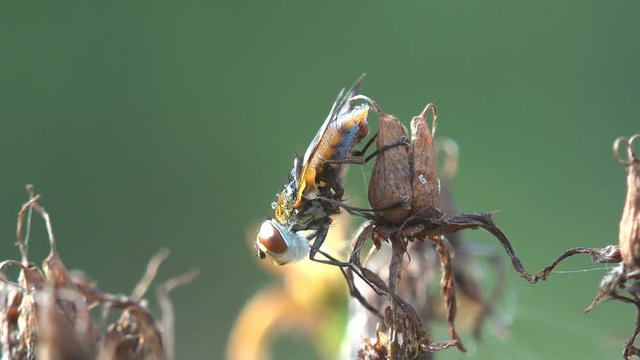 Staggers in wind on dry grass stems. Drosophila melanogaster is a species of fly (taxonomic order Diptera) in the family Drosophilidae, fruit fly, vinegar fly. View macro in wildlife