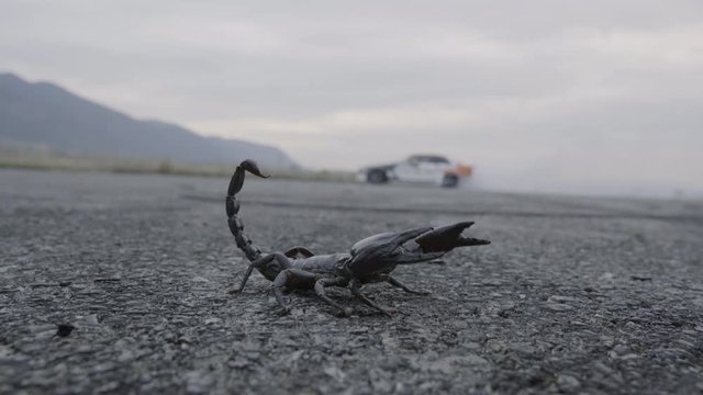 An asphalt scorpion and a car drifting behind it
