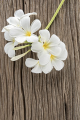 Obraz na płótnie Canvas white flowers on wooden background