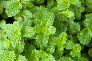 fresh mint leaves in the garden