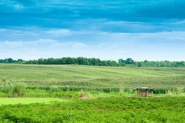 landscape with green field and blue sky