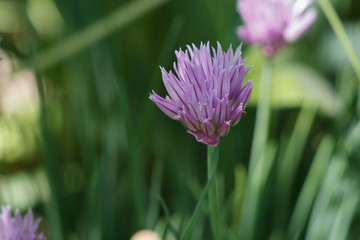 Allium schoenoprasum blooms in the garden in spring, green decorative flowering onion.