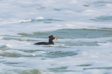 Surf Scoter, Melanitta perspicillata, duck swimming on a wave in the Pacific ocean 