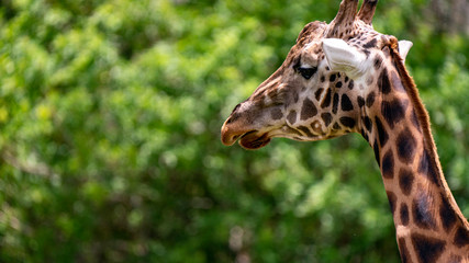 Giraffe profile head shot