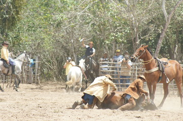 vaquejada, regional sport, northeastern culture, cowboy with leather clothes and hat, felling an ox, cowboys lassoing the ox to the ground, lassoing the ox, cowboy party, pawn party