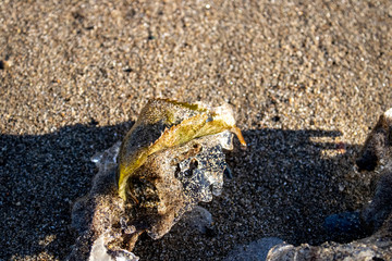Frozen leaf on the beach