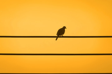 A single bird on the wire