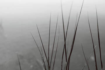 Fototapeta na wymiar black and white of sea grass and water