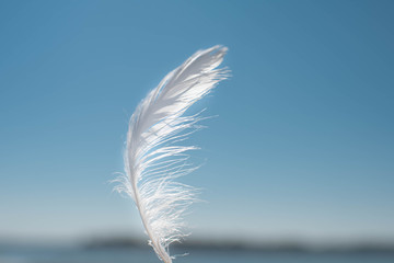 feather on blue sky