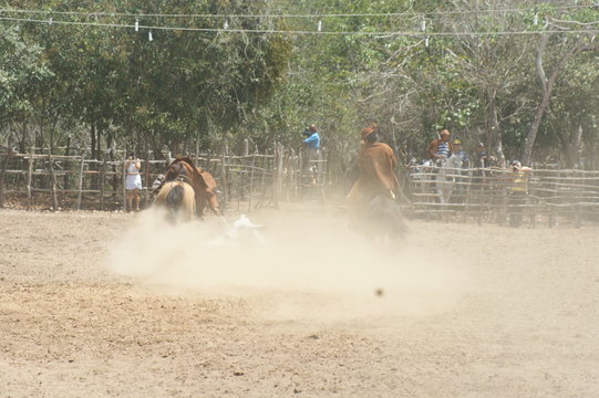 Brazilian rodeo vaquejada, cowboys chasing bull, traditional vaquejada event, cattle competition in Brazil, rodeo with horses and bull yoke, grab the ox