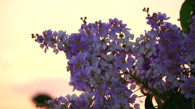 panning Lagerstroemia speciosa pink white flower bloom and sunset light