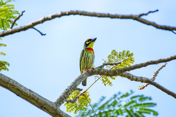 Coppersmith Barbet, bird perched on small branches of a tree in morning