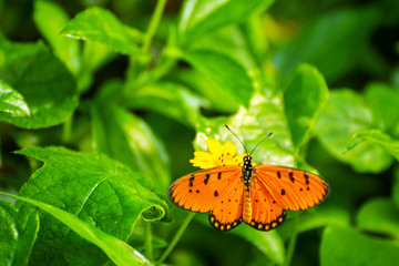 Butterflies on the island twigs , drinking nectar from flowersof the morning look beautiful