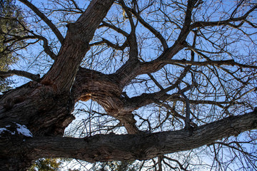 Looking up a tree with many branches
