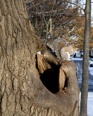 Grey squirrel eating sitting on a tree in the winter