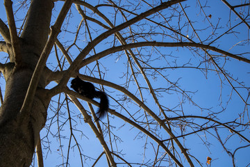 Small black squirrel eating on a tree branch