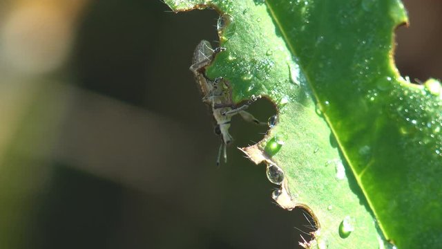 Weevils are type of beetle belonging to superfamily Curculionoidea. Sitona gressorius, sits on green leaf (covered with fresh dew and torn edges) in wildlife by an insect. Macro view in nature