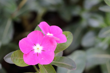 Pink Watercress flower among green leaves. commonly known as  Catharanthus roseus, bright eyes,...