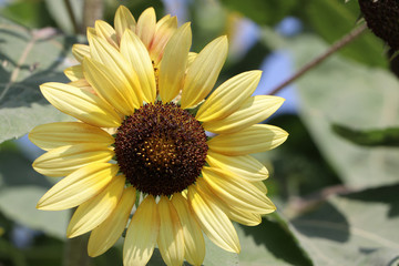 Sunflower blooming on the tree, sunflowers are cultivated for their edible seeds. which are an important source of oil for cooking.