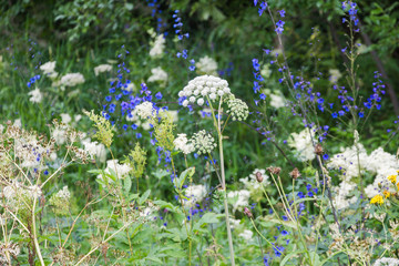 blue flowers in the garden