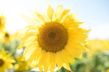 Obraz premium sunflower on a field