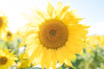 Obraz premium sunflower on the field
