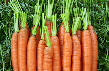 A lot of fresh carrots with leaf.Healthy and benefits of Carrot.