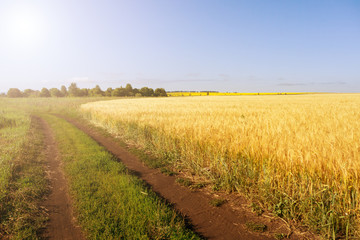 Fototapeta na wymiar Yellow field of wheat. The road running along the field. Summer landscape.