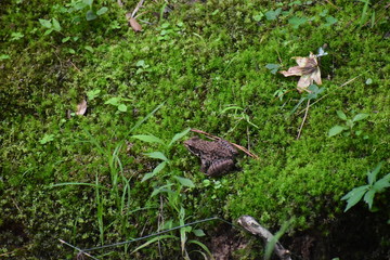 A frog sitting on a bed of moss