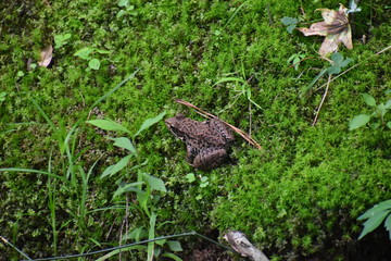 A frog sitting on a bed of moss