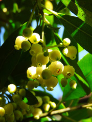イチゴノキの花