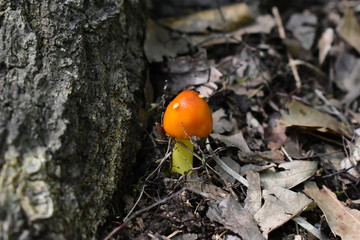 An orange mushroom growing through leaves next to a tree root