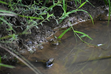 A frog sitting on the edge of a stream