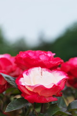 バラに誘われて