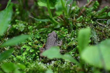 spotted brown frog sitting on a bed of moss