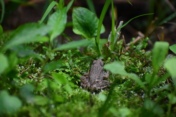 spotted brown frog sitting on a bed of moss