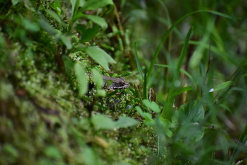 spotted brown frog sitting on a bed of moss