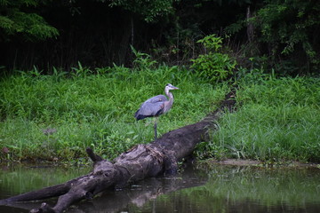 A great blue heron in a swamp