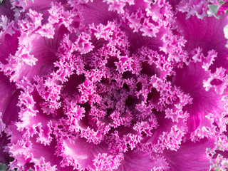 Ornamental cabbage curly leaves purple pink colour close up detail top view cool - Nature texture wallpaper background