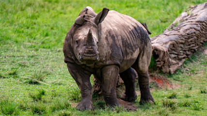Fototapeta premium Baby rhinoceros looking at camera full body shot
