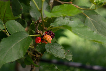 Close up ripe  mulberry on its branch.