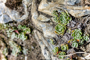 succulents on rocks